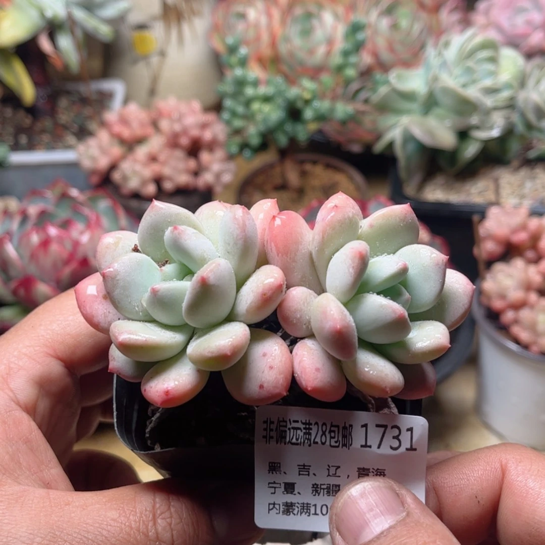 【闪购商品】1731香醇