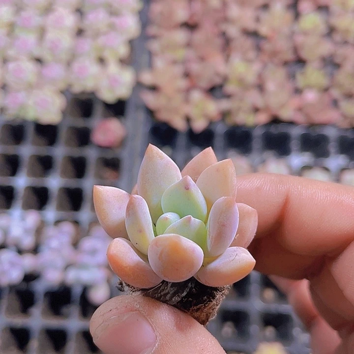 奥普琳娜【满10颗包邮】