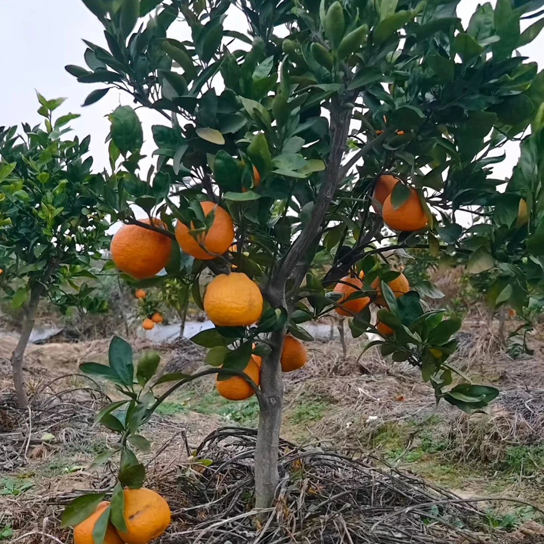 宫川蜜柑 井冈蜜橘 嫁接蜜柑 早熟蜜橘 南方种植