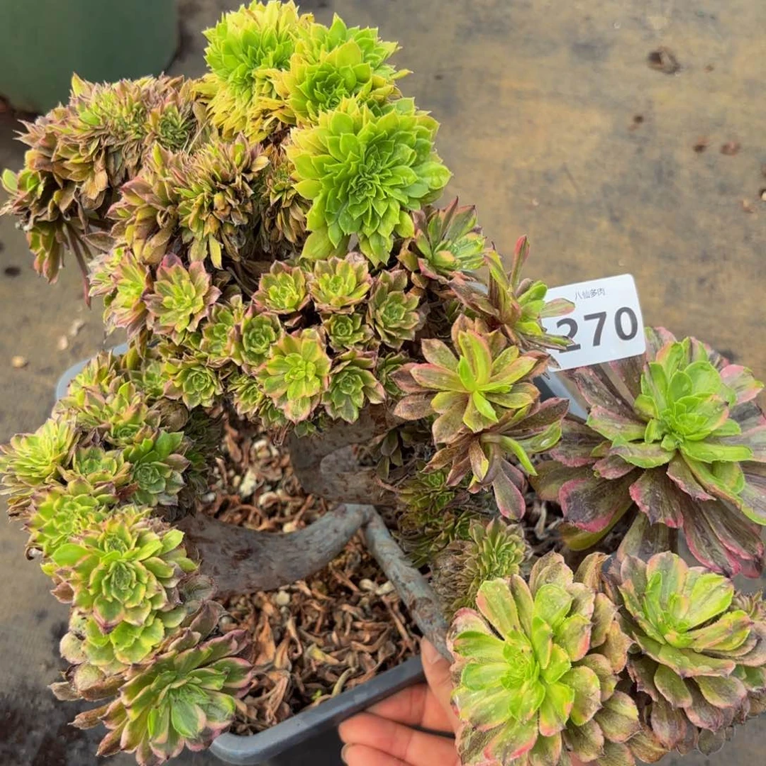 270多肉植物花脸粉黛缀