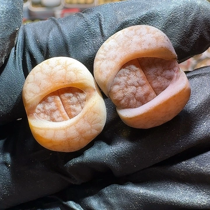 生石花1111111。   209