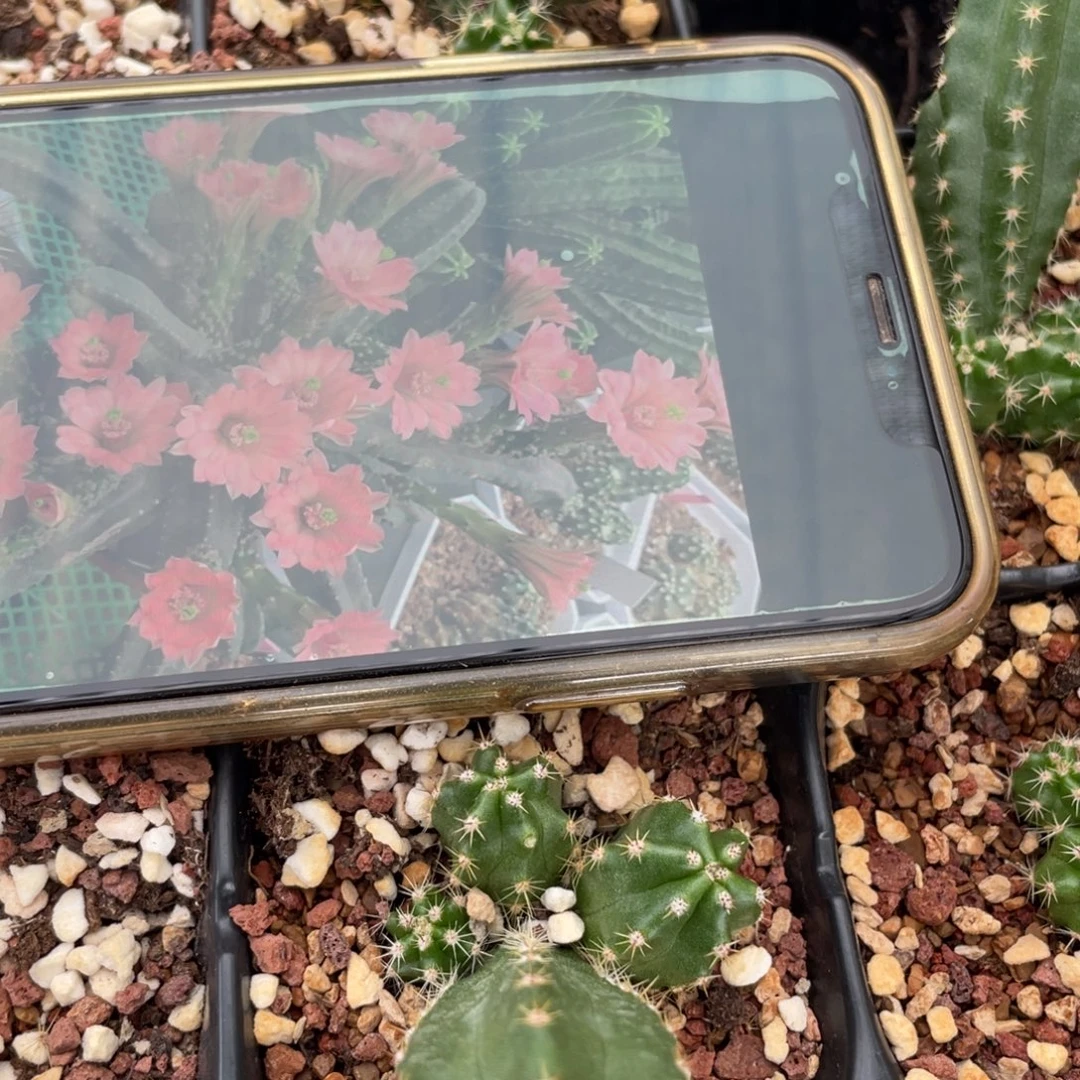 鹿角柱实生仙人球明虾