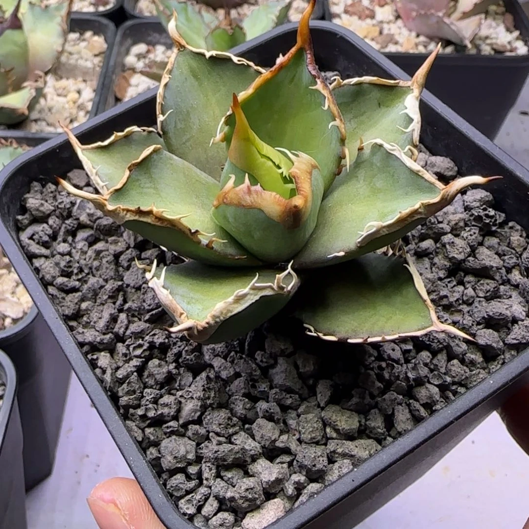 连刺红猫顶芽龙舌兰