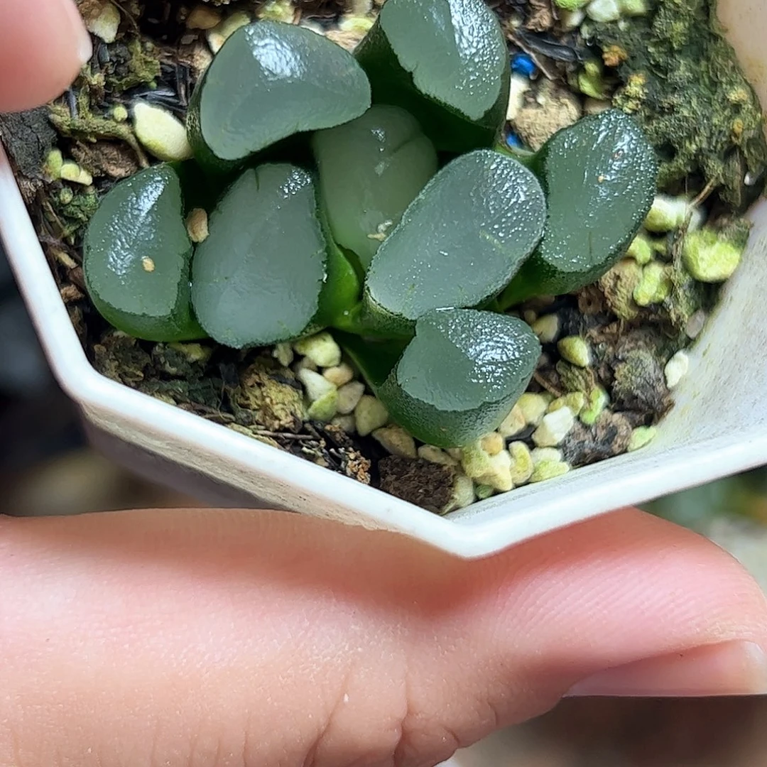 紫镜万象十二卷多肉