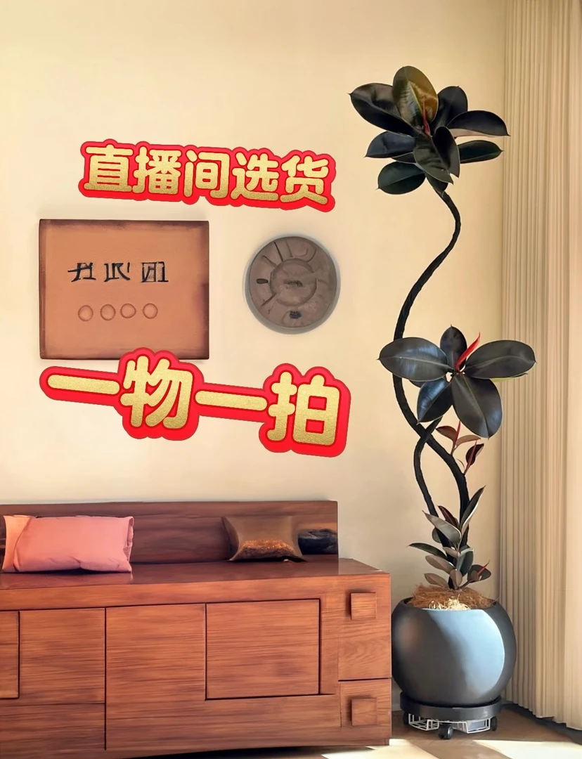 橡皮树a大型室内落地盆栽四季好养适合客厅办公室净化空气除甲醛