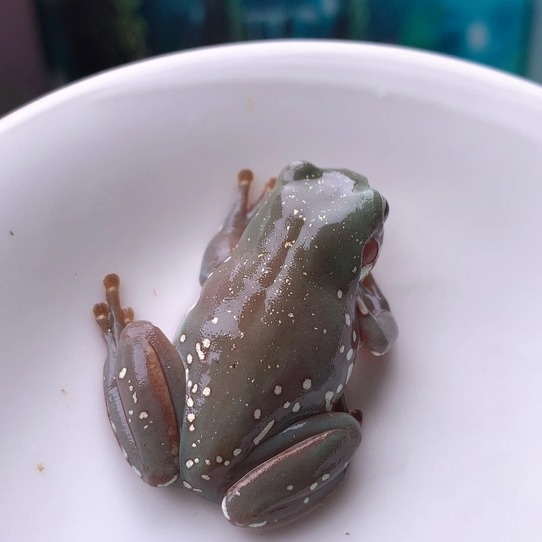 老爷树蛙6号精品超蓝大雪花，推荐