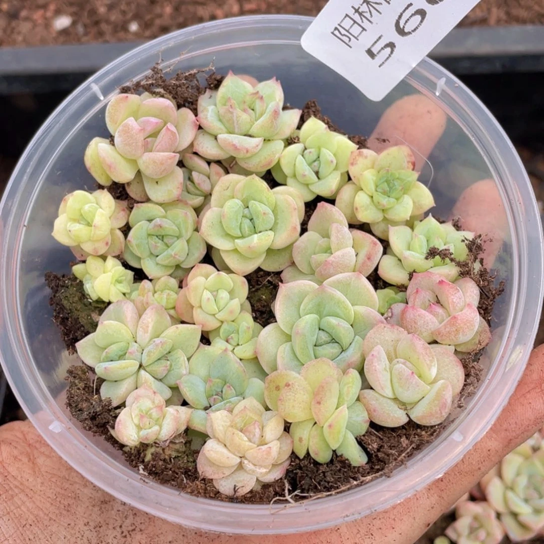 多肉植物多肉植物566