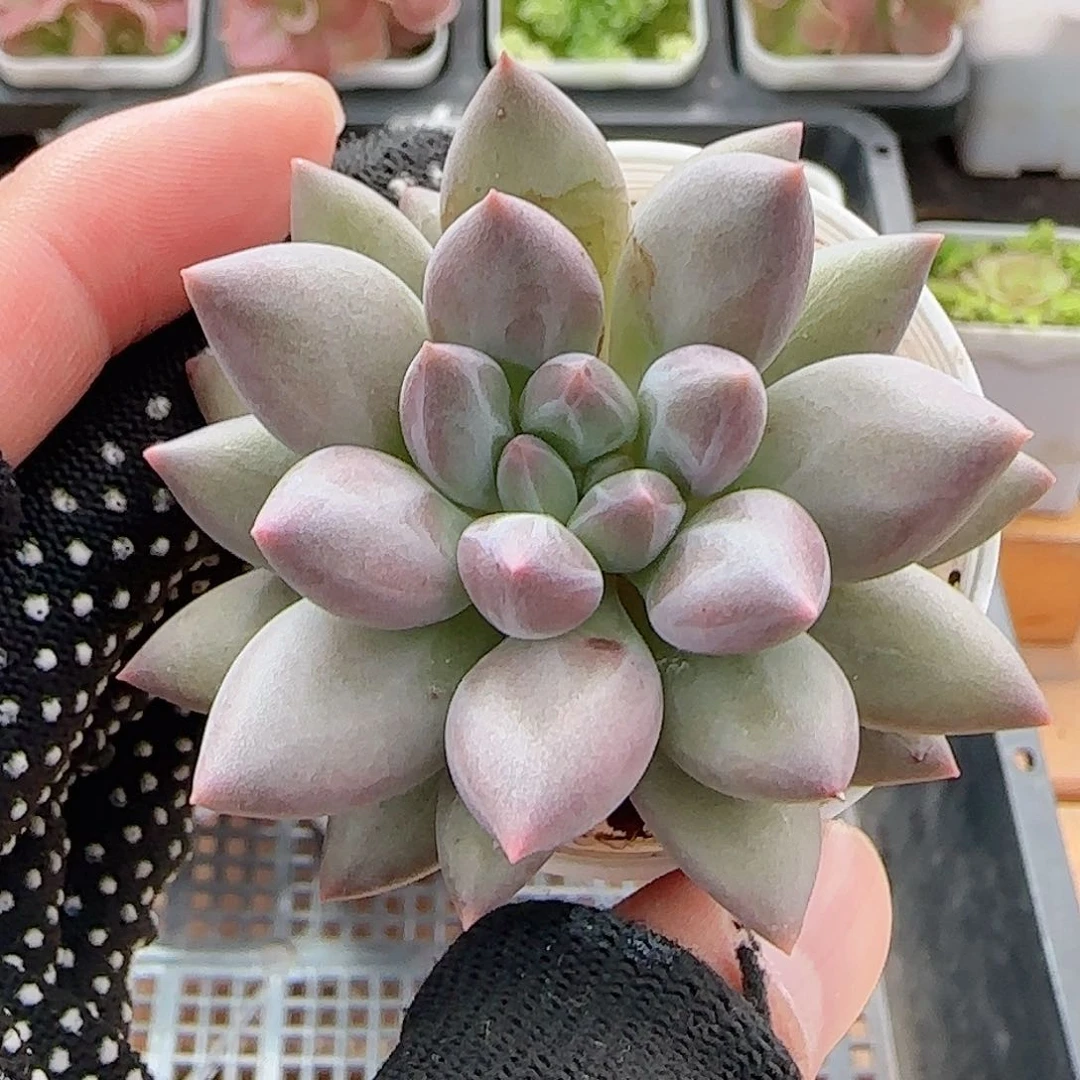 多肉0706-199红蜻蜓