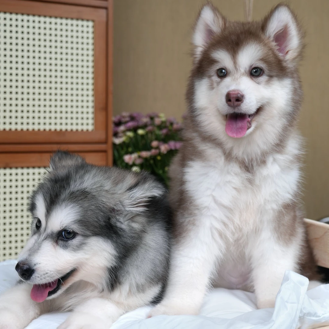 阿拉斯加雪橇犬精品可爱宠物狗家庭陪伴伴侣犬
