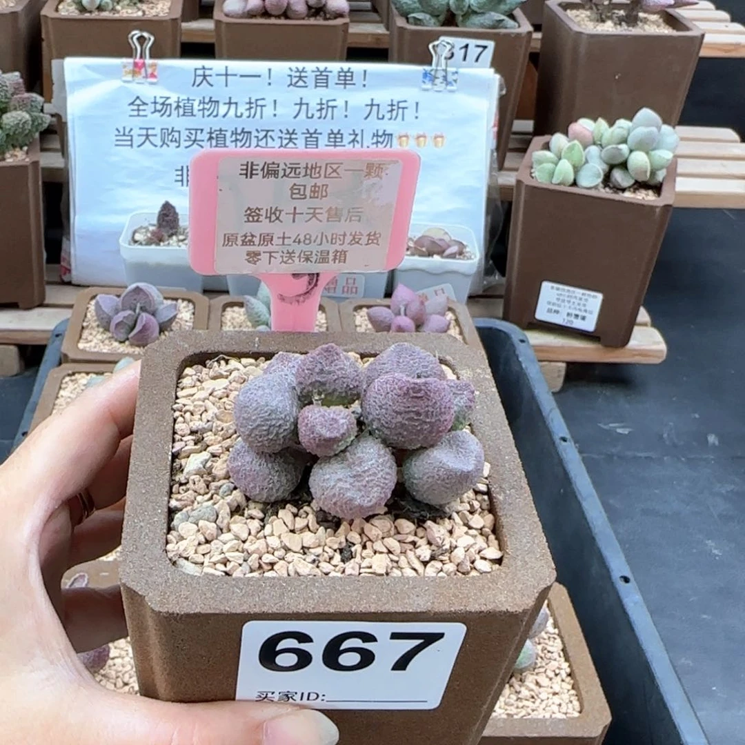 667水蜜桃多肉植物