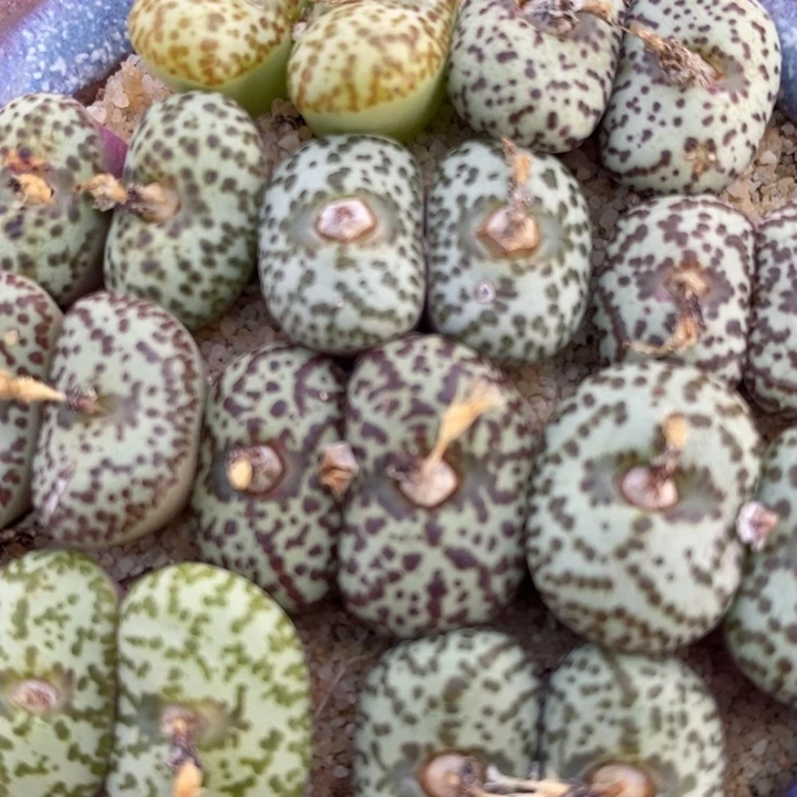 双头母本安贞一颗