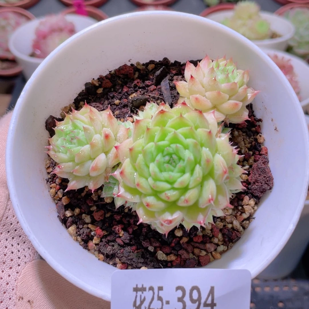 花利美25-394海王
