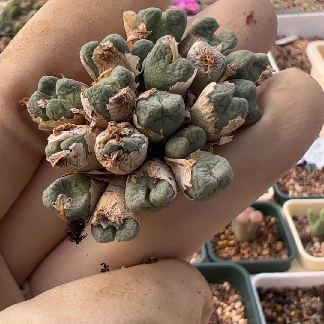 981 好看的多肉冲冲冲