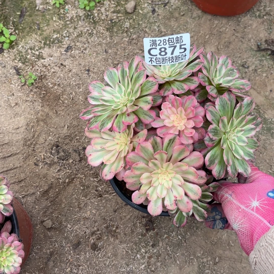 Q. 875白月光多肉11233