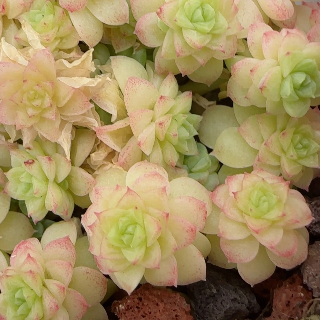 淮*【闪购商品】0306-55花朵优选麦杆