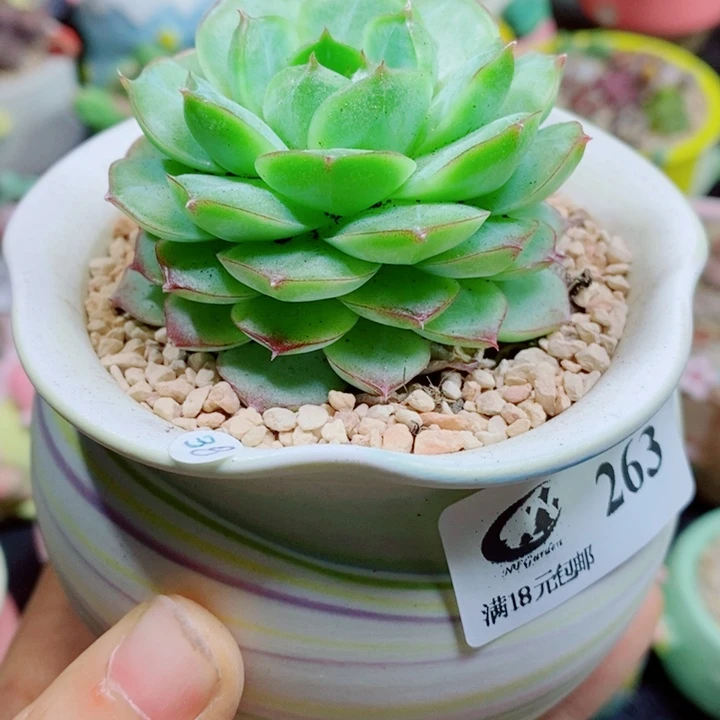 生石花花花花花花花263