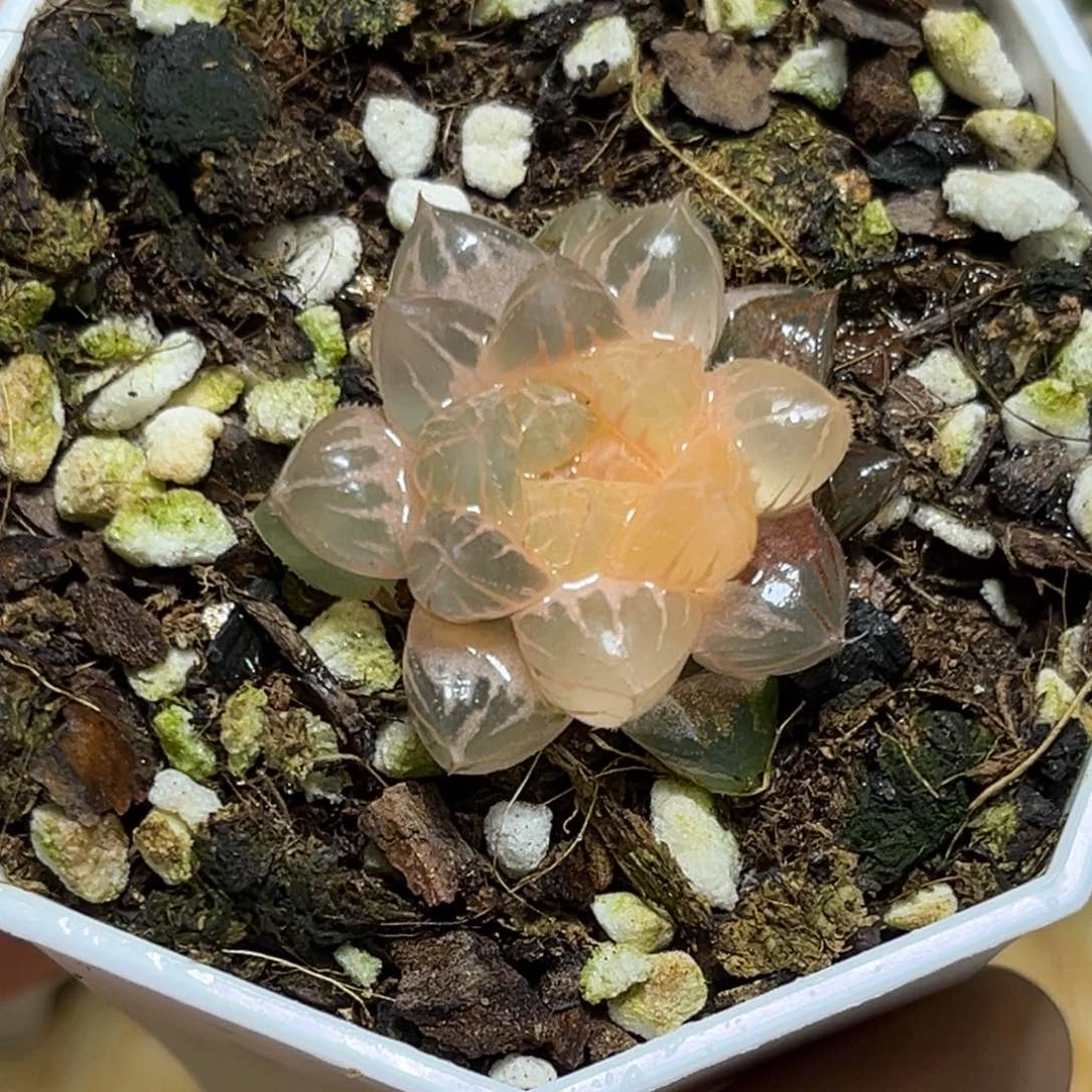 恭喜发财大吉大利885