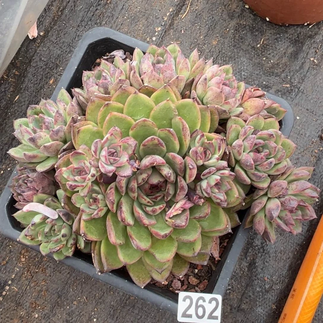 黑水晶多肉植物262
