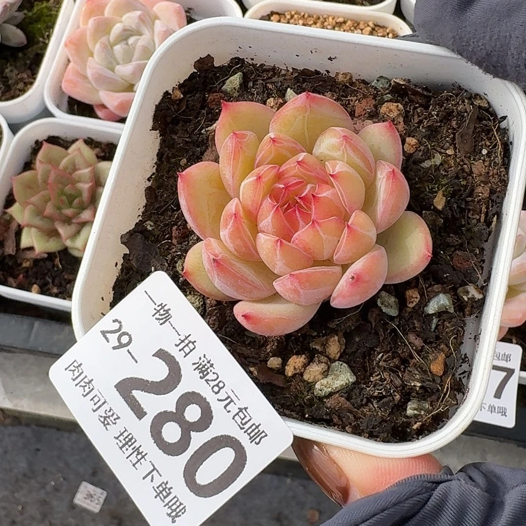 雪花珍妮无盆土发货无盆
