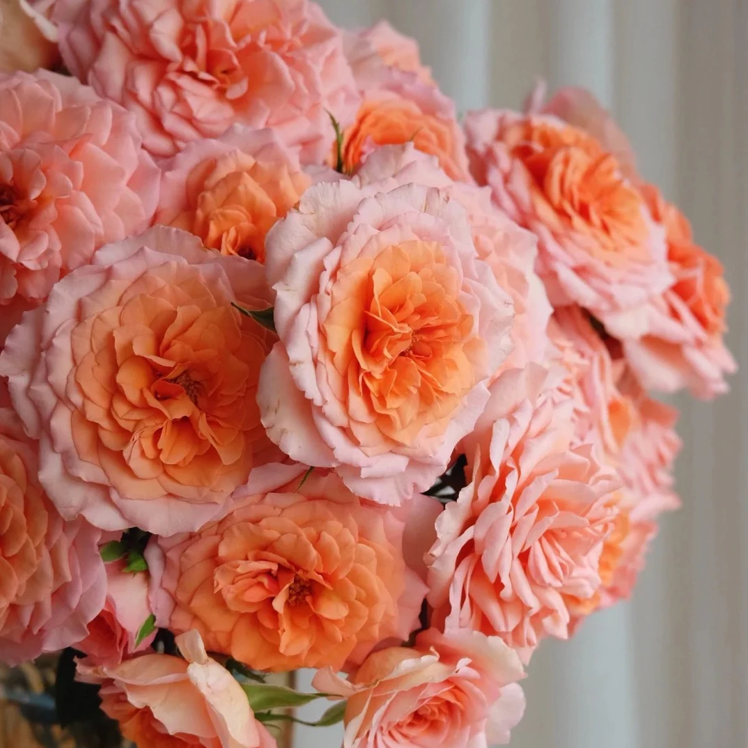 【德芮尔】路易斯 任拍三单顺丰空运包邮鲜切花10支装家居插花