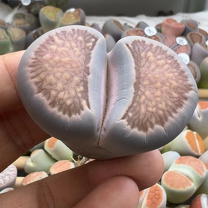 5704巨型菊有干伤福利清