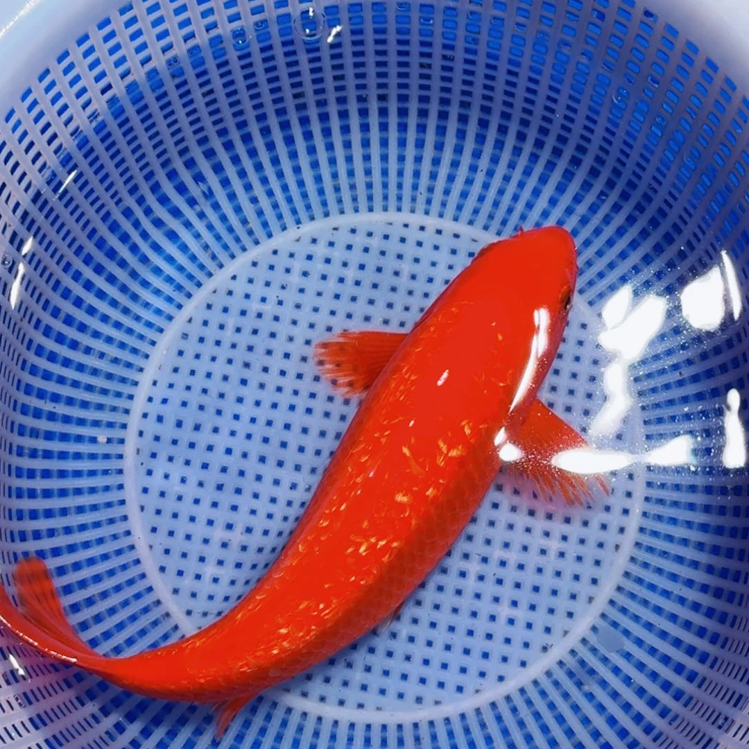 锦鲤精品甄选血统锦鲤