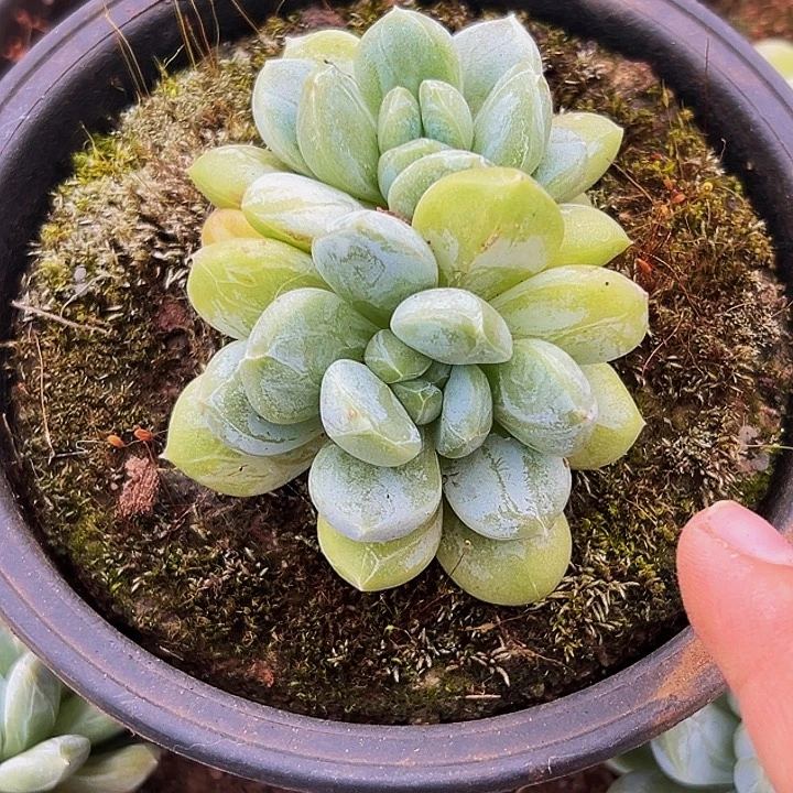 1颗美人系列多肉植物