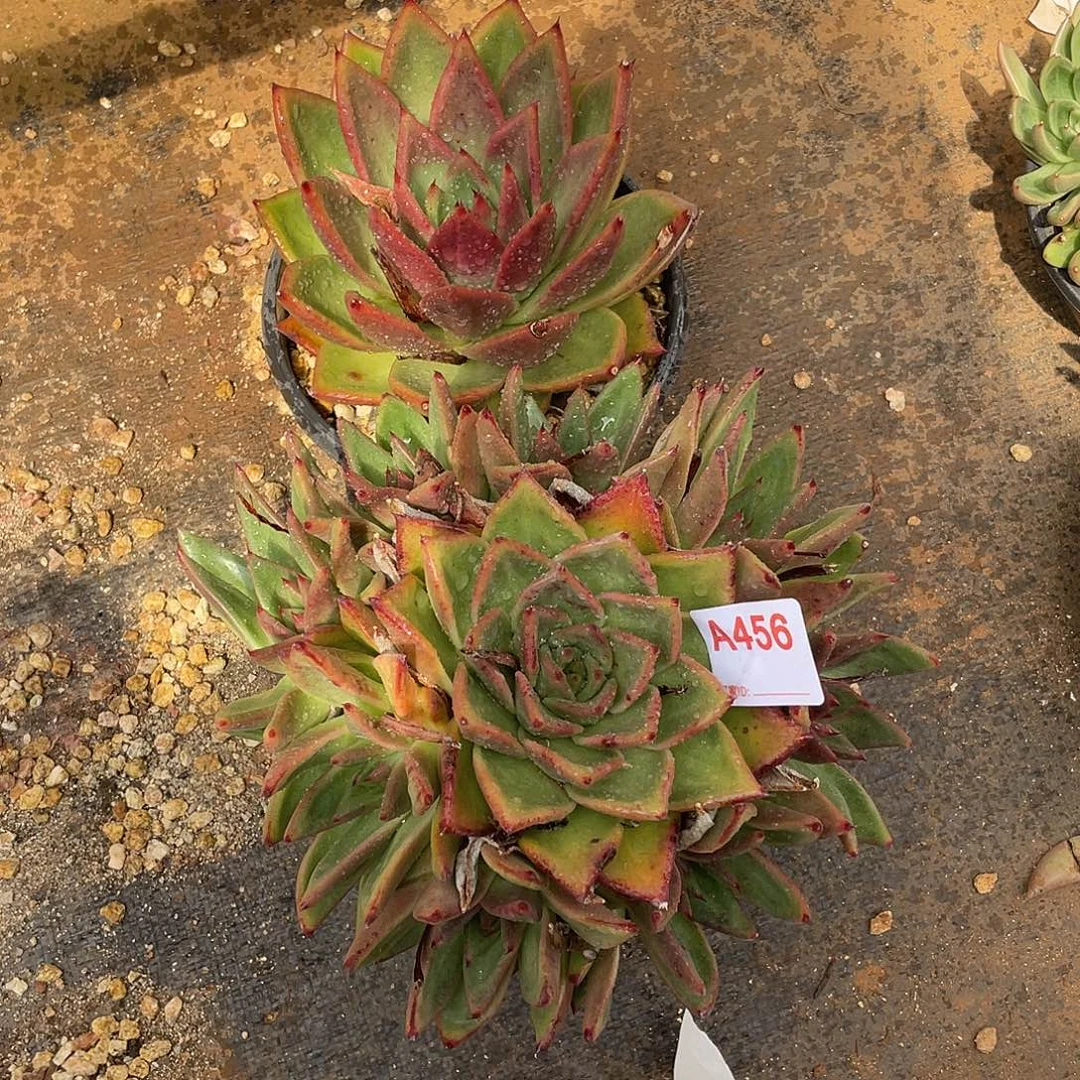 若如东云组拍A456