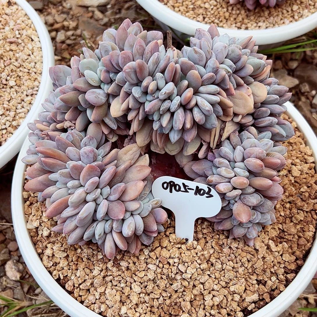 0905-103宽体粉兔缀