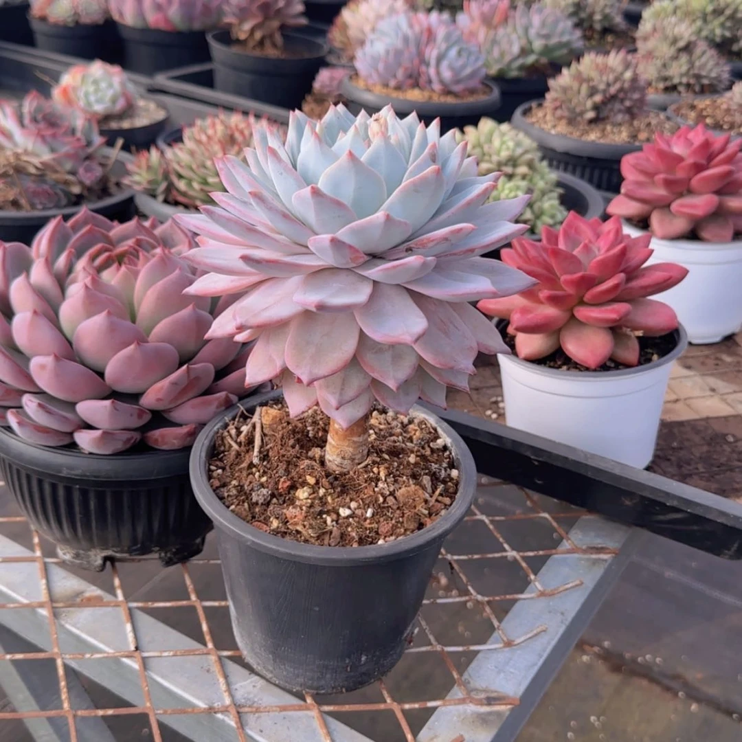 【闪购商品】老桩粉蓝鸟的29.9