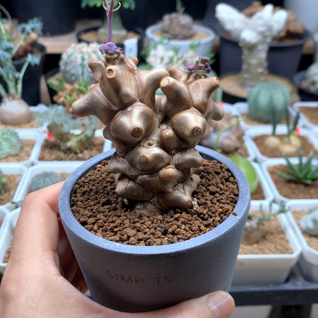 蛮鬼塔厚敦菊带盆多肉