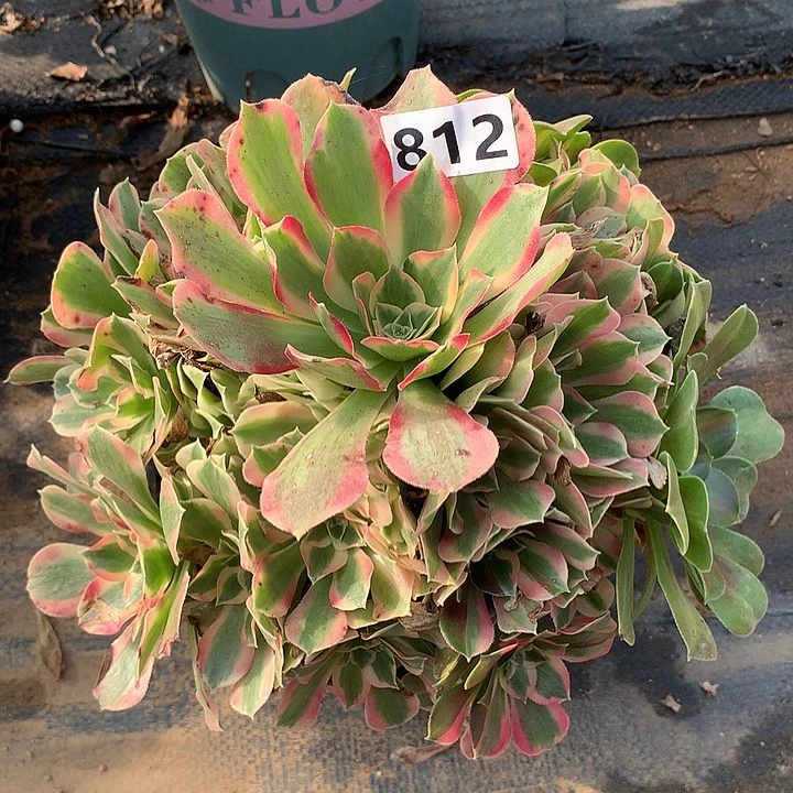 阴阳叶罗刹812号码