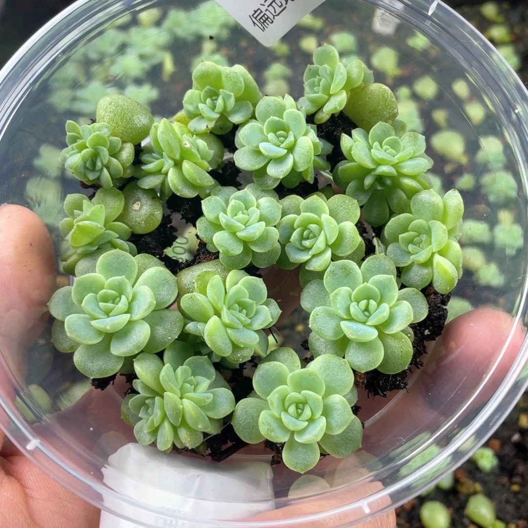 无尽灯一物一拍455