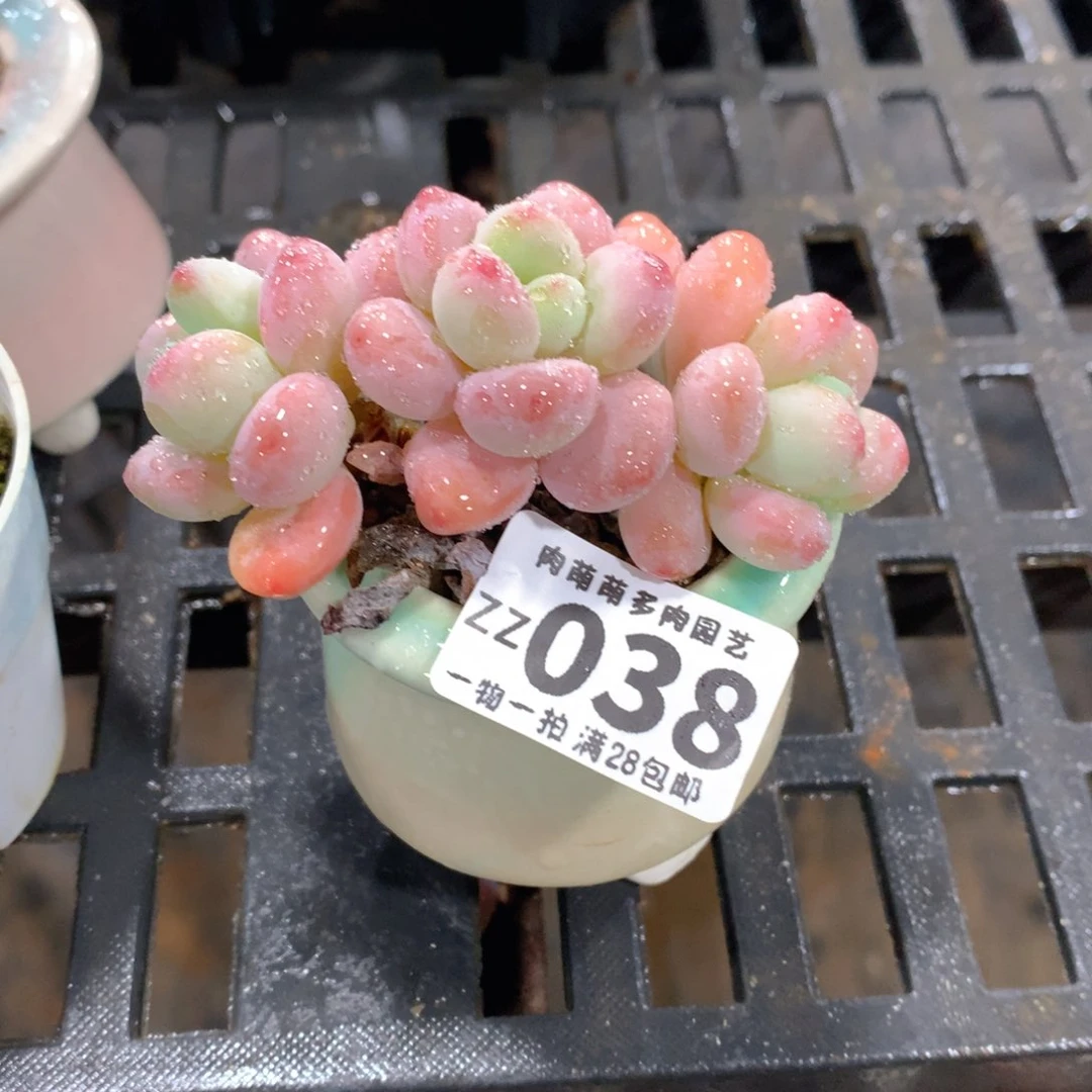 肉萌萌拇指盆精控多肉ZZ038