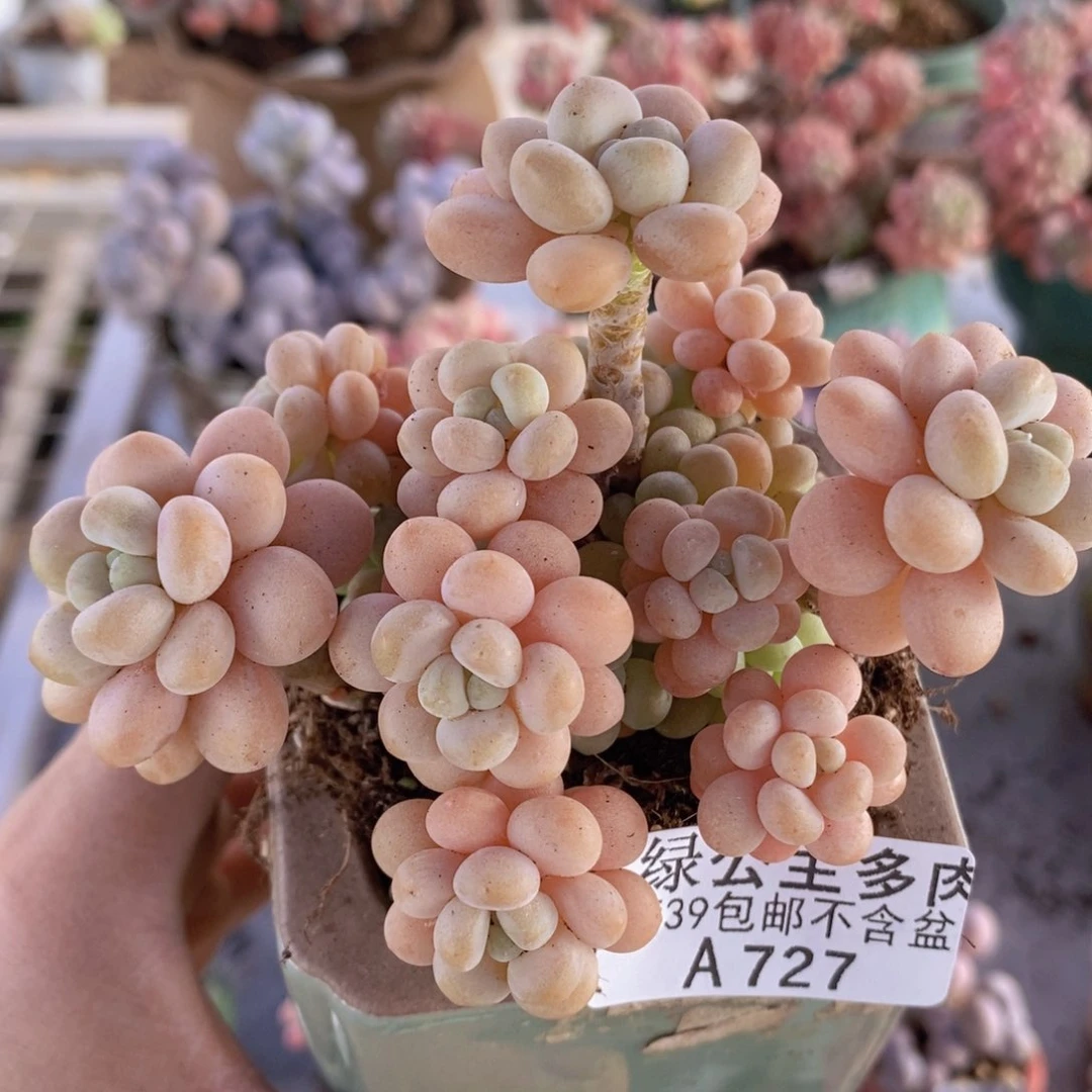 洛可可7cm727多肉植物