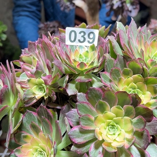 海***宴多肉植物一个万花筒039