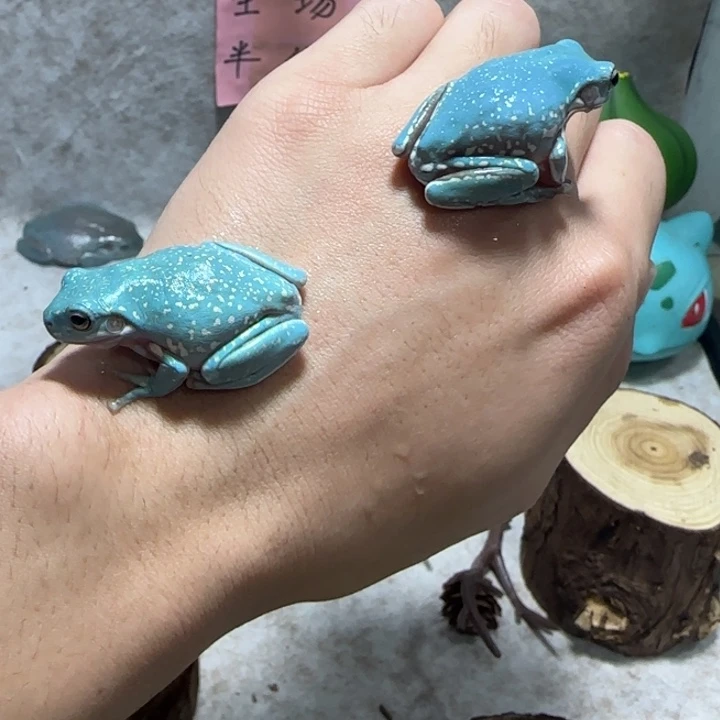 盖****老爷树蛙两只打包带走