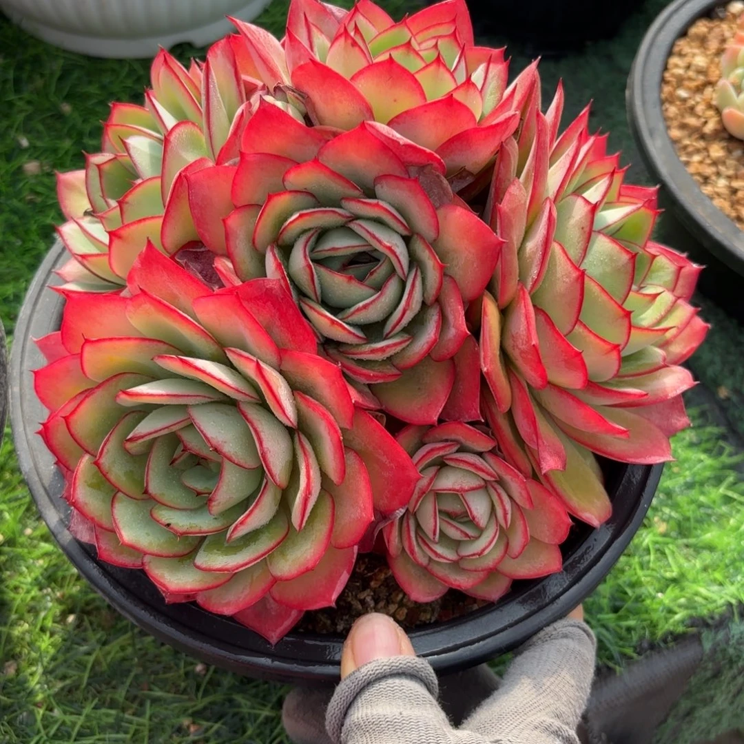 牡丹亭多肉888888888888