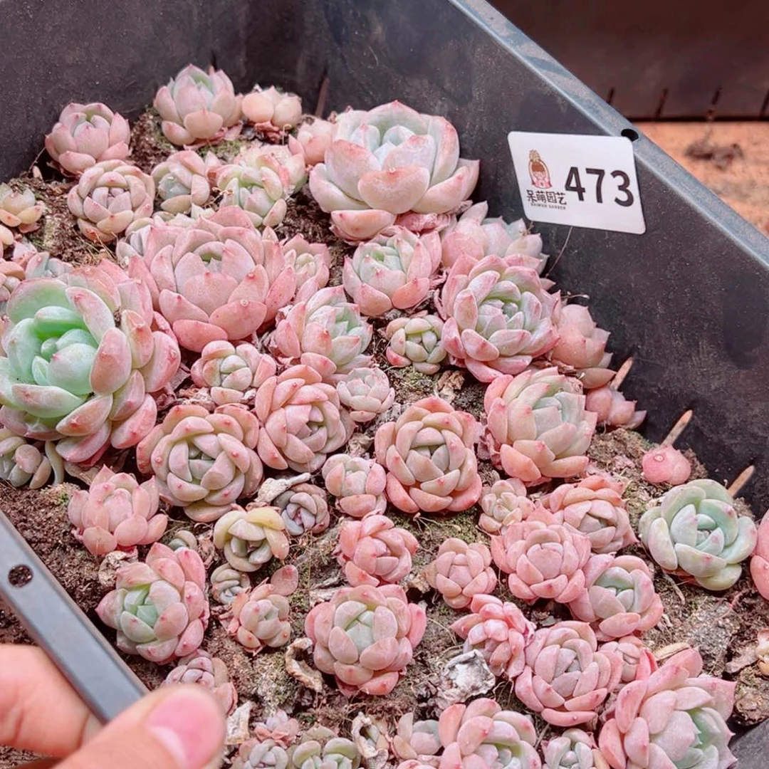 多肉植物多肉植物