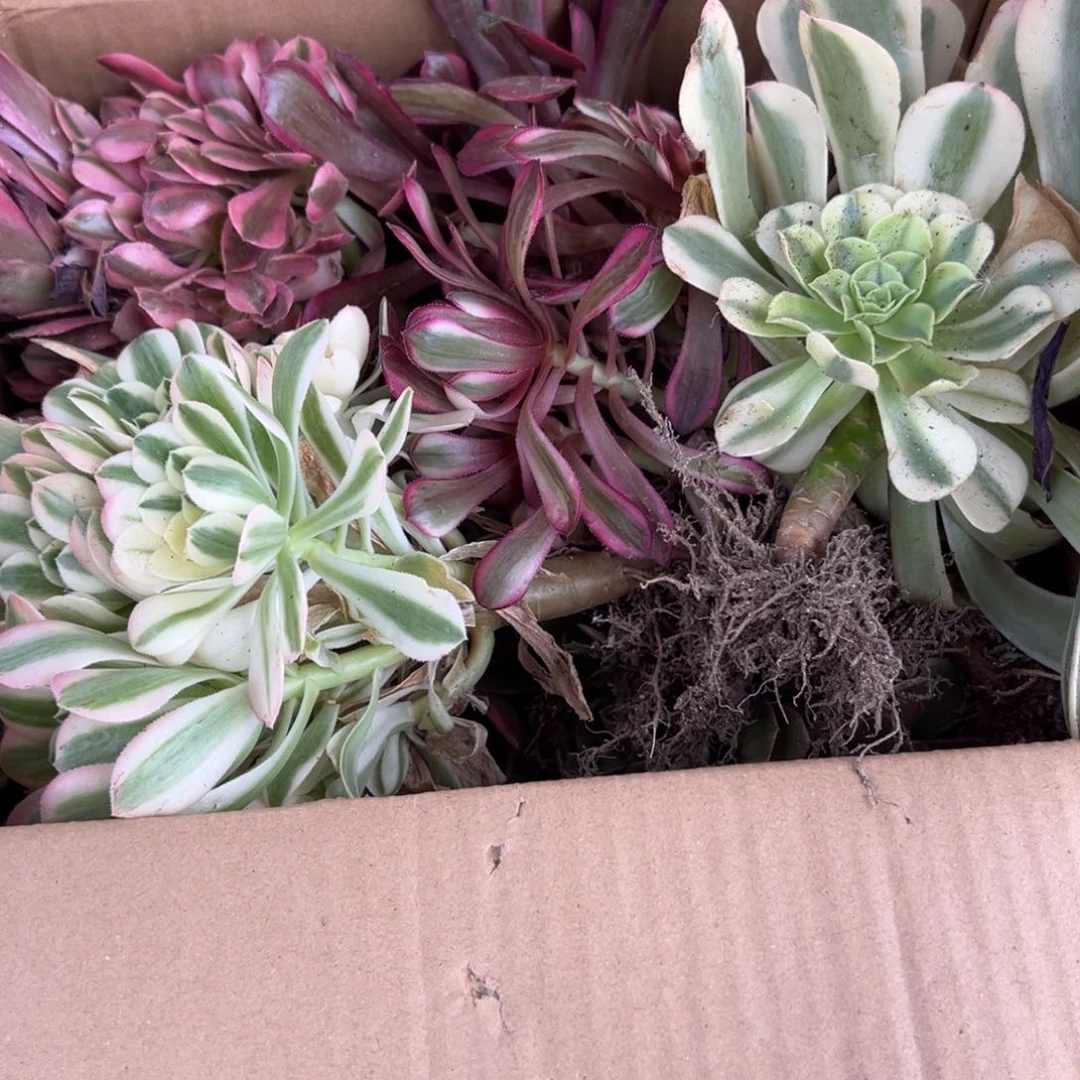 法师锦6到8颗不重复无售后