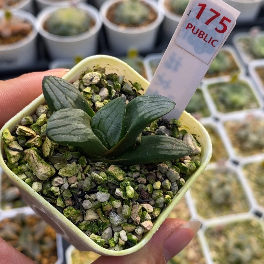 175白液实生十二卷多肉植物