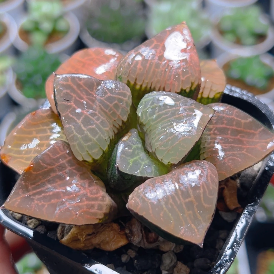 3857多肉植物一颗
