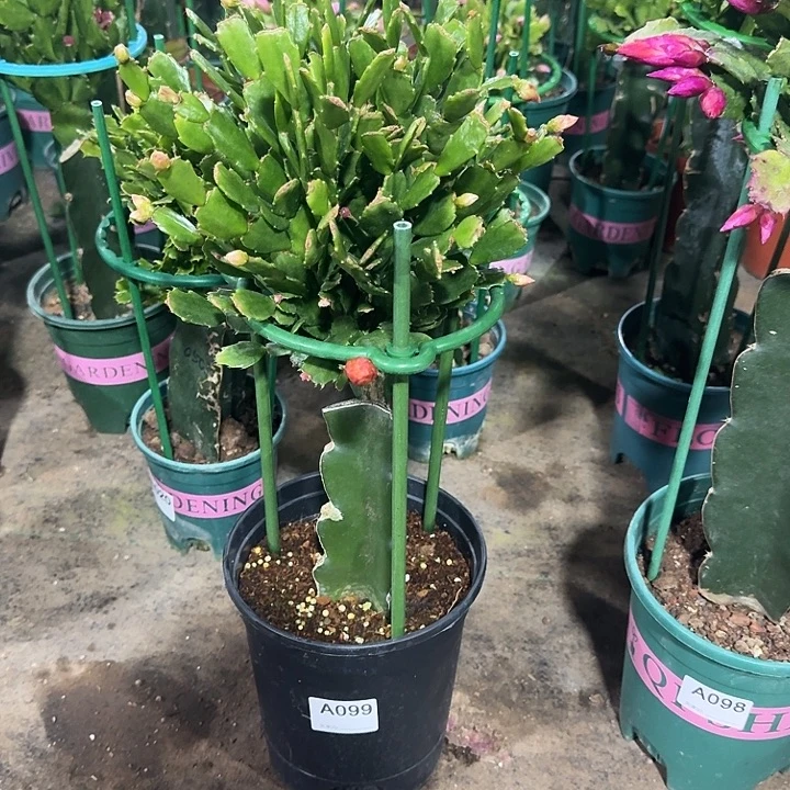 晃***悠大部分开放少量花苞099嫁接028