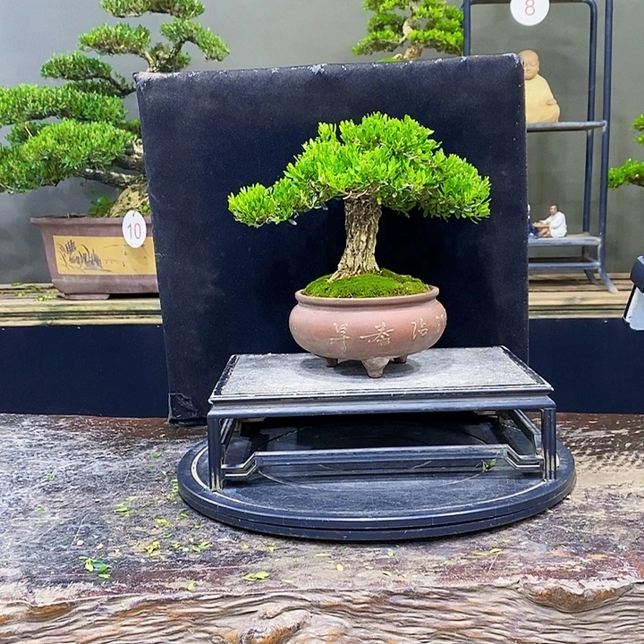 无花朵黄杨盆景四季常青