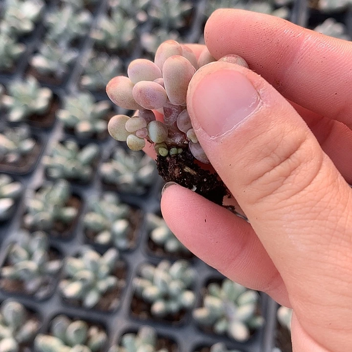 奶酪群生一物一拍