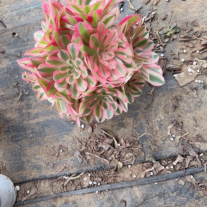 多肉法师植物链接24