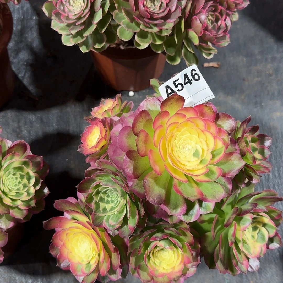 逐***阳海仙多肉法师带一个荔枝546