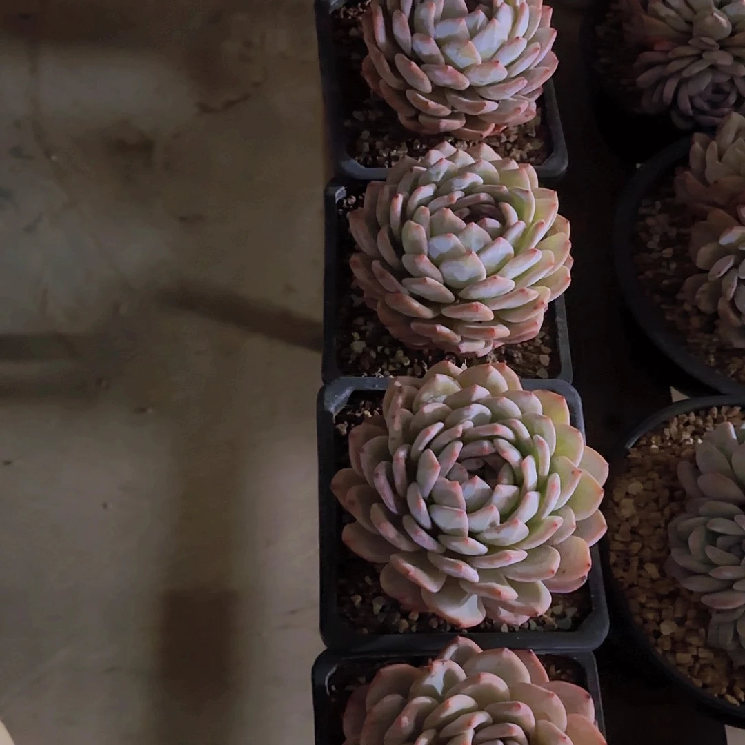 橙子专拍一物一拍