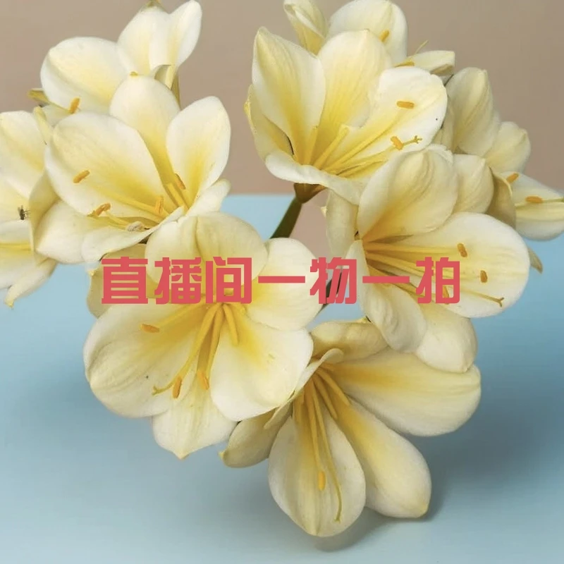 国兰黄金花五到八片叶子盆栽植物