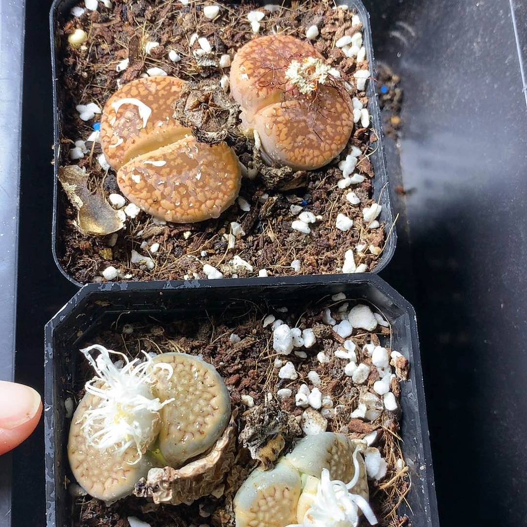 W76多肉植物保护